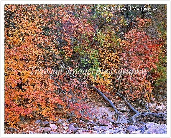 450613   Natures Gift of Colors in a Upper Zion Wash horrzontal view